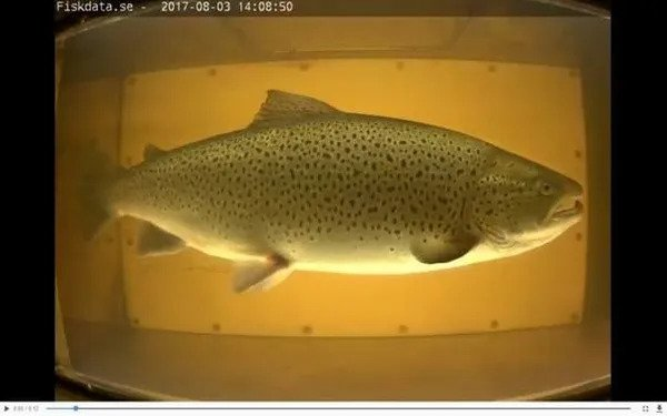 add7be71ff277080-603w fish in the aquarium